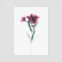 Pink Peruvian Lily Floral Postcard